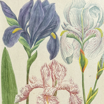 Trillium Antique Prints & Rare Books | Antique Prints, Maps, & Books of Natural History, Botanicals, & More