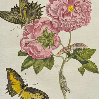 Trillium Antique Prints & Rare Books | Antique Maps & Prints of Natural History, Botanicals, & More