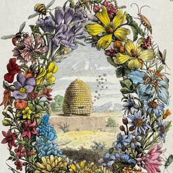 Trillium Antique Prints & Rare Books | Antique Prints, Maps, & Books of Natural History, Botanicals, & More