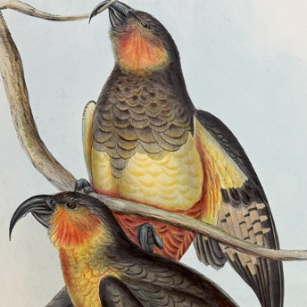 Trillium Antique Prints & Rare Books | Antique Prints, Maps, & Books of Natural History, Botanicals, & More