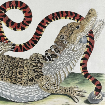 Trillium Antique Prints & Rare Books | Antique Prints, Maps, & Books of Natural History, Botanicals, & More