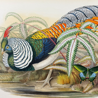 Trillium Antique Prints & Rare Books | Antique Prints, Maps, & Books of Natural History, Botanicals, & More