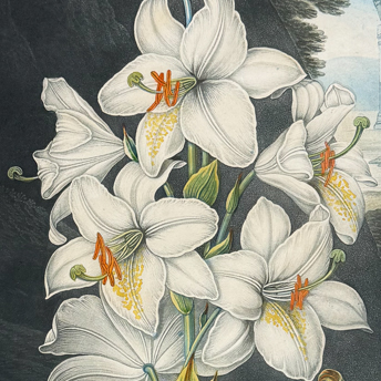 Trillium Antique Prints & Rare Books | Antique Prints, Maps, & Books of Natural History, Botanicals, & More