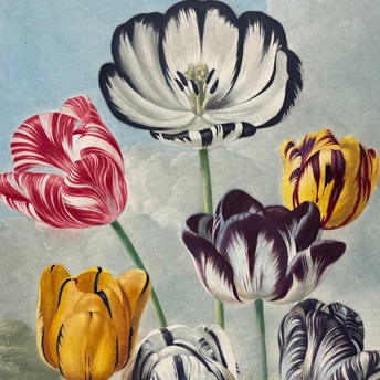 Trillium Antique Prints & Rare Books | Antique Prints, Maps, & Books of Natural History, Botanicals, & More