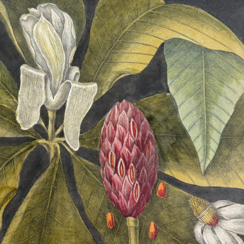 Trillium Antique Prints & Rare Books | Antique Prints, Maps, & Books of Natural History, Botanicals, & More