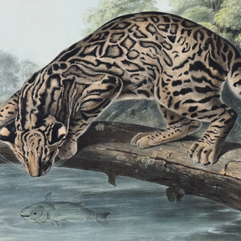 Trillium Antique Prints & Rare Books | Antique Prints, Maps, & Books of Natural History, Botanicals, & More