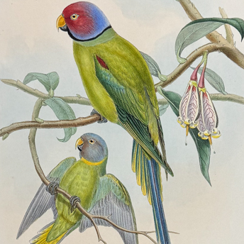 Trillium Antique Prints & Rare Books | Antique Prints, Maps, & Books of Natural History, Botanicals, & More