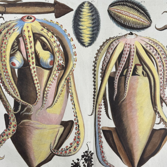 Trillium Antique Prints & Rare Books | Antique Prints, Maps, & Books of Natural History, Botanicals, & More