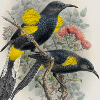 Trillium Antique Prints & Rare Books | Antique Prints, Maps, & Books of Natural History, Botanicals, & More