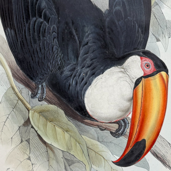 Trillium Antique Prints & Rare Books | Antique Prints, Maps, & Books of Natural History, Botanicals, & More