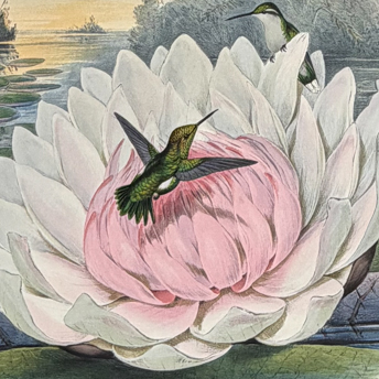 Antique Prints, Maps, & Books of Natural History, Botanicals, & More