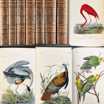 Trillium Antique Prints & Rare Books | 76 Antique Prints & Books on America, Exploration, & Natural History