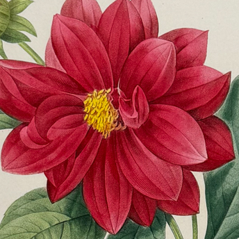 Trillium Antique Prints & Rare Books | Antique Prints, Maps, & Books of Natural History, Botanicals, & More