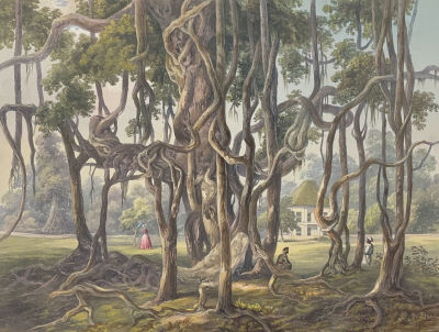 D'Oyly (Calcutta, India) - Banyan Tree. This rare, large folio, hand-colored lithograph is from 