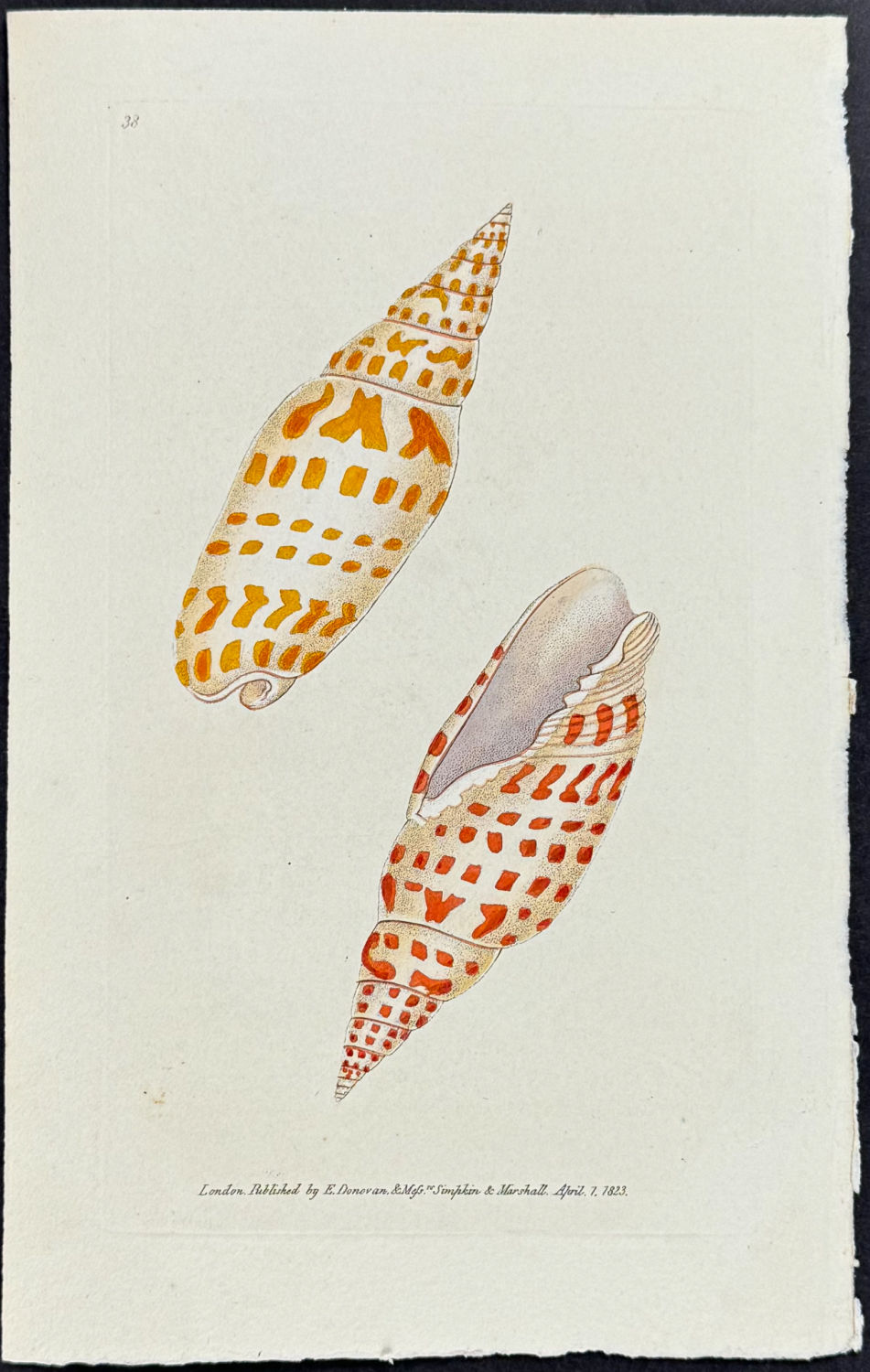 Donovan Shell Lot 59867 - Donovan - Episcopal Volute Shell. 38 | Trillium Rare Prints