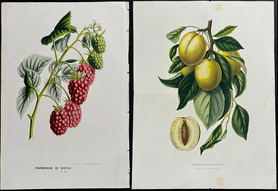 Lot 66065 - Van Houtte - Pair of Fruit Prints: Strawberry & Plum