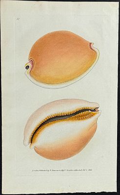 Donovan Shell Lot 66894 - Donovan - Orange Cowry Shell. 32 | Trillium Rare Prints