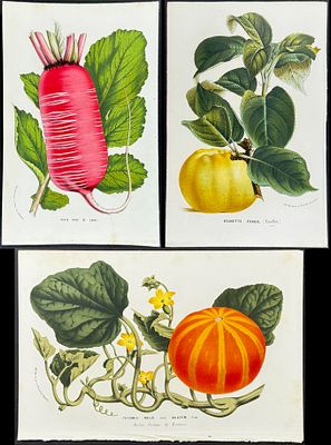 Lot 68476 - Van Houtte - 4 Fruit Prints | Trillium Rare Prints