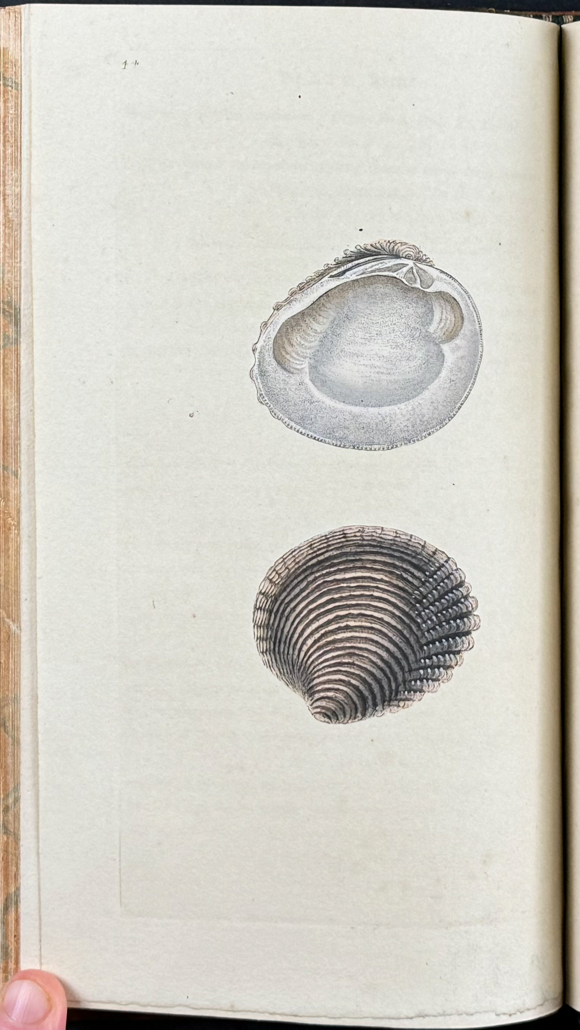 Donovan Shell Lot 69615 - Donovan's The Natural History of British Shells - 5 Volumes ...