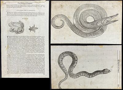 Topsell, pub. 1658 - 6 Pages with Engravings of Snake, Eel, Lizard, Frog or Toad. This early 