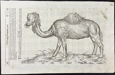 Pare, pub. 1664 - Camel. This historic engraving is from Ambroise Pare's Les OEuvres... This is 
