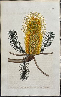 Curtis - Heath-leaved Banksia (Australia). 738. This originally hand-colored engraving is from 