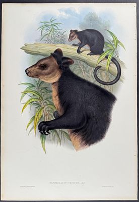 Gould, Australia - Black Tree-Kangaroo. This remarkable, originally hand-colored folio 