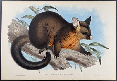 Gould, Australia - Sooty Phalangista. This remarkable, originally hand-colored folio lithograph 