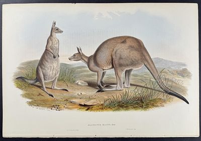 Gould, Australia - Great Grey Kangaroo. This remarkable, originally hand-colored folio 