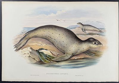 Gould, Australia - Sea Leopard. This remarkable, originally hand-colored folio lithograph is 
