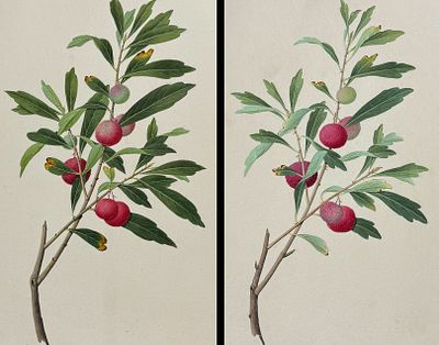 Lot 895 - Pair of Original Watercolors of Yangmei Fruit (Myrica rubra