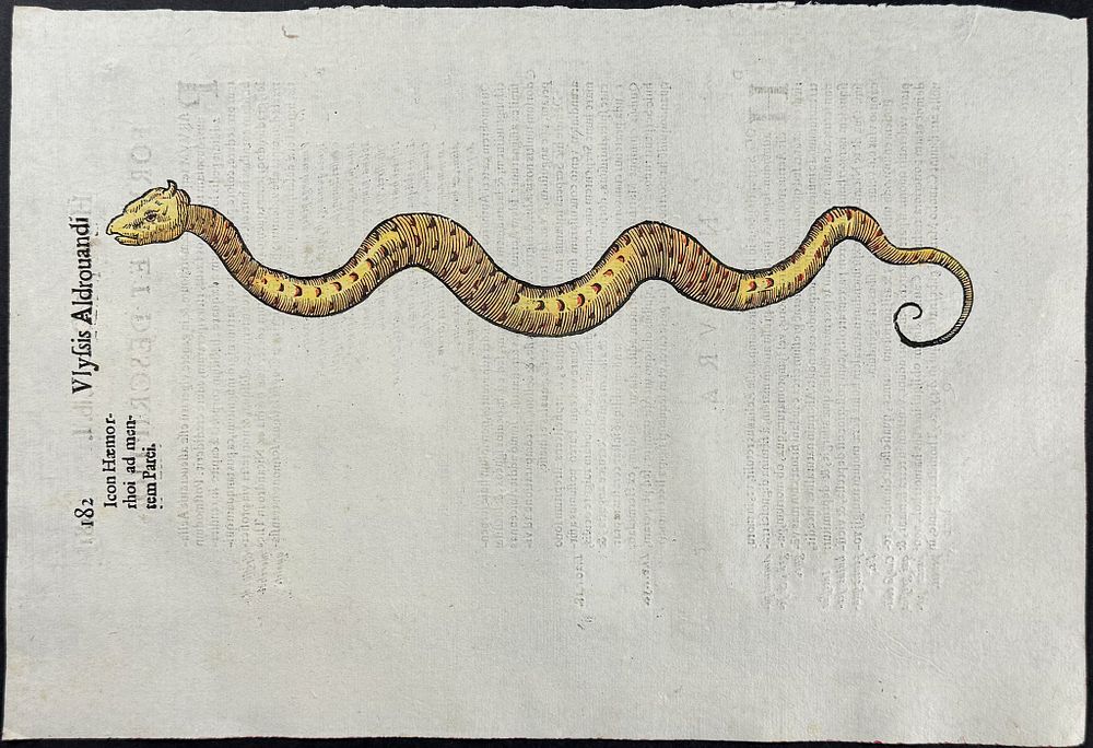 Aldrovandi, pub. 1640 - Dragon or Serpent. This extraordinarily rare, first edition, folio 