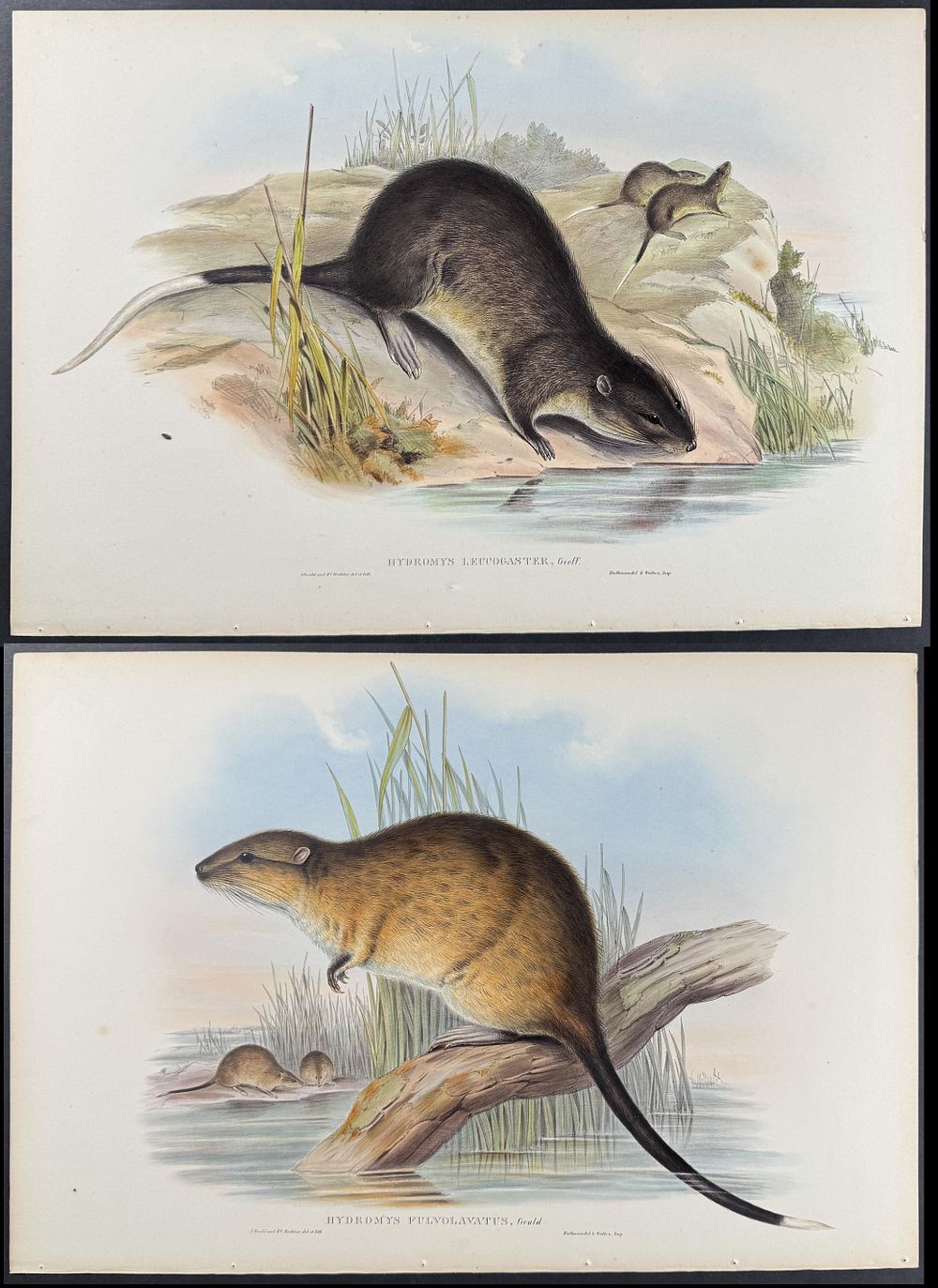 Gould, Australia - Group of 3 Beaver-Rat Lithographs. This remarkable, originally hand-colored 