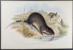 Gould, Australia - Group of 3 Beaver-Rat Lithographs. This remarkable, originally hand-colored Image - 1