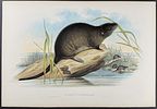 Gould, Australia - Group of 3 Beaver-Rat Lithographs. This remarkable, originally hand-colored Image - 2