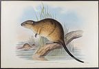 Gould, Australia - Group of 3 Beaver-Rat Lithographs. This remarkable, originally hand-colored Image - 3