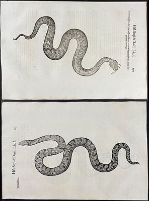 Aldrovandi - 6 Pages of Snakes or Serpents. This extraordinarily rare, first edition, folio