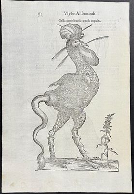 Aldrovandi - Fancy Chicken or Rooster. This extraordinarily rare, first edition, folio engraving