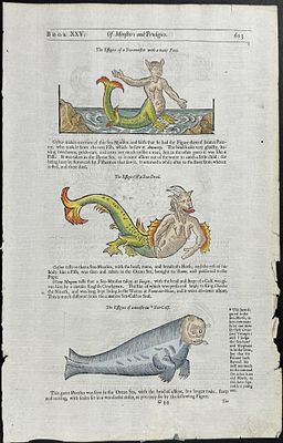 Pare, pub. 1664 - Mermaid or Merman, Sea Calf or Sea Monsters. This historic engraving is from