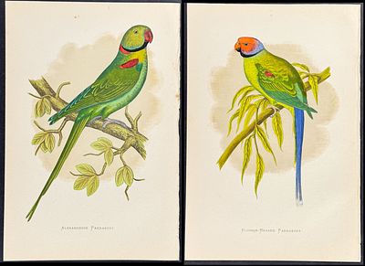 Greene - 6 Parrakeet Prints. Included in this lot: Alexandrine Parrakeet Ring-necked or Bengal