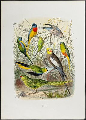 Reichenow - Parrots. 14. This hand-colored folio lithograph is from the first edition of Dr.
