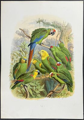 Reichenow - Parrots. 1. This hand-colored folio lithograph is from the first edition of Dr.