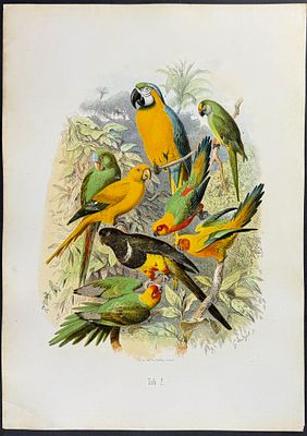 Reichenow - Parrots. 2. This hand-colored folio lithograph is from the first edition of Dr.