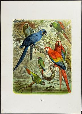 Reichenow - Macaws. 9. This hand-colored folio lithograph is from the first edition of Dr. Anton