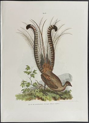Fitzinger - Lyre Bird. This first edition, scarce bird chromolithograph is from Leopold Joseph