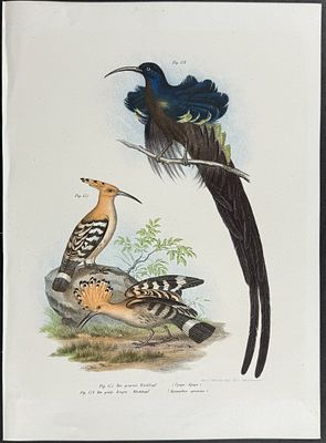 Fitzinger - Bird of Paradise, Hoopoe. This first edition, scarce bird chromolithograph is from