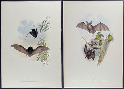 Gould, Australia - 4 Bat Lithographs. Included in this lot: Geoffroy's Nyctophilus (Bat) Gould's