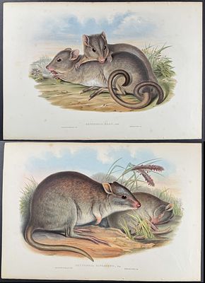Gould, Australia - Pair of Jerboa Kangaroo Lithographs. Included in this lot: Gray's Jerboa