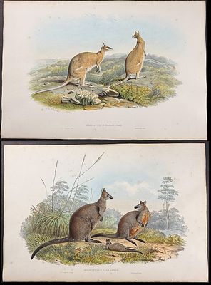 Gould, Australia - Pair of Wallaby Lithographs. Included in this lot: Black Wallaby; Halmaturus