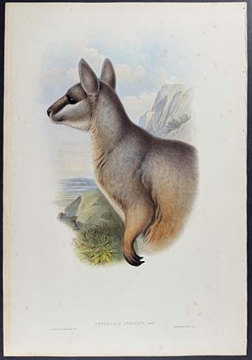 Gould, Australia - Unadorned Rock-Wallaby. This remarkable, originally hand-colored folio